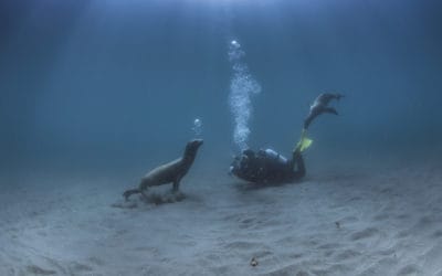 Channel Islands Dive Trip